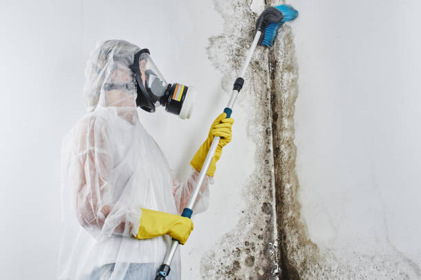 Best Mold Removal Company Near Me  in Treasure Lake, PA