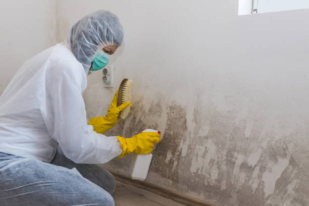 Best Mold Testing  in Treasure Lake, PA