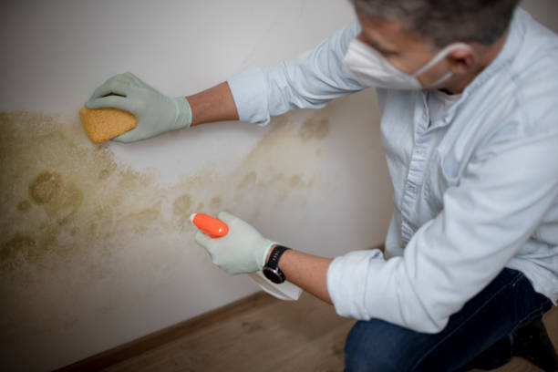 Best Same-Day Mold Removal  in Treasure Lake, PA