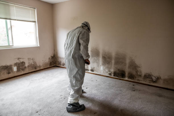 Best Toxic Mold Removal  in Treasure Lake, PA