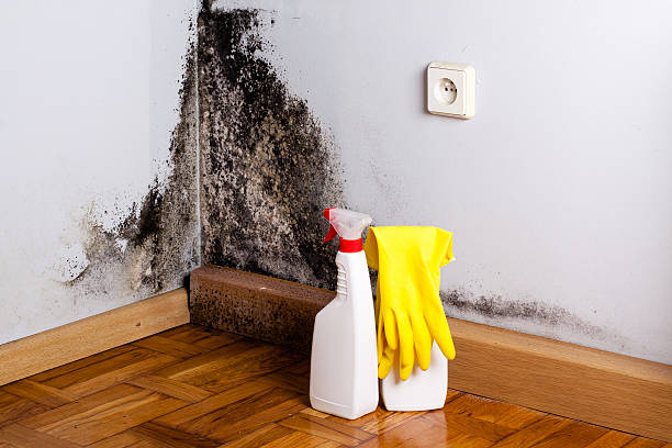 Best Mold Cleaning Services  in Treasure Lake, PA
